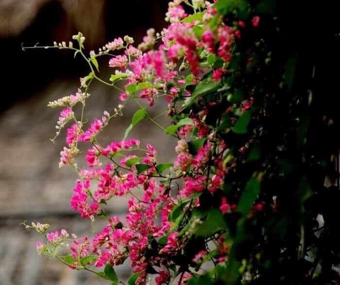 12 loại hoa trồng ở ban công khiến ai ai cũng mê mẩn