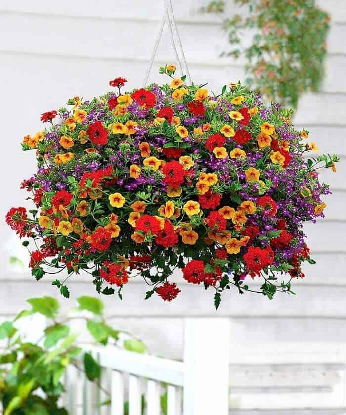 Calibrachoa Celebration Karneval Carneval Westhoff