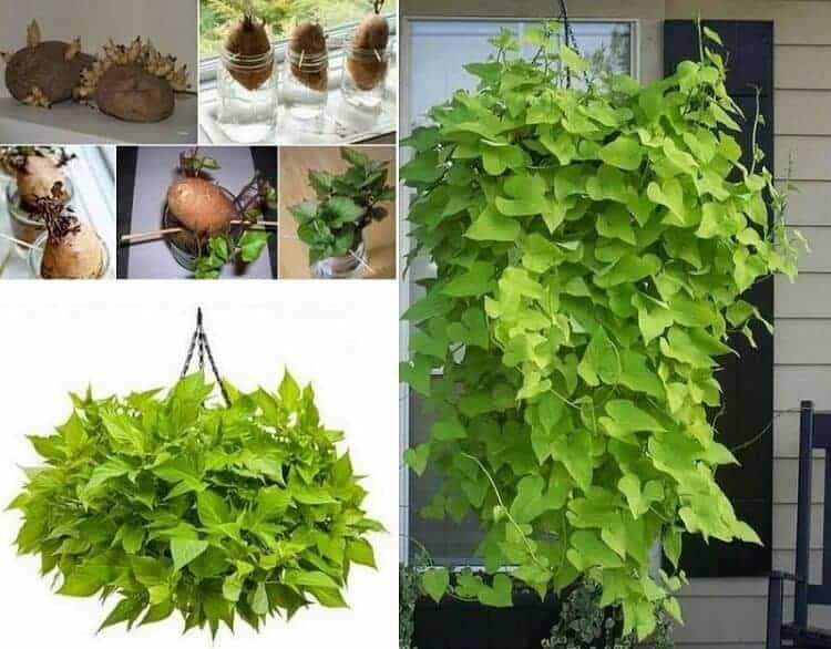 Bí quyết trồng rau sạch ở ban công đủ ăn quanh năm cho cả gia đình