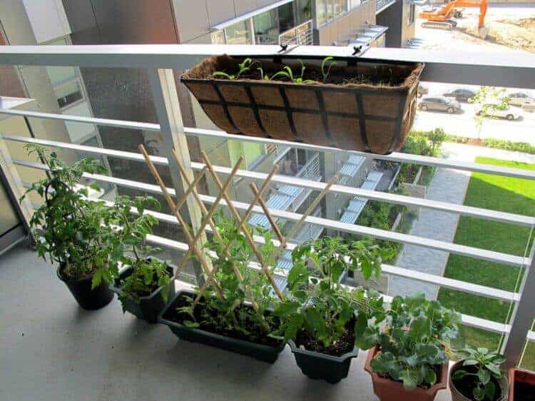 Bí quyết trồng rau sạch ở ban công đủ ăn quanh năm cho cả gia đình