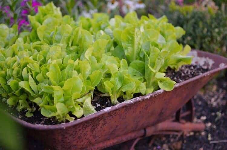 Bí quyết trồng rau sạch ở ban công đủ ăn quanh năm cho cả gia đình