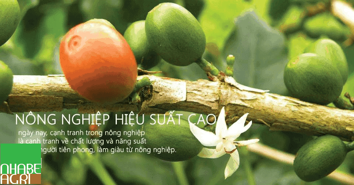tưới tự động cho nông nghiệp hiệu suất cao với nhà bè agr