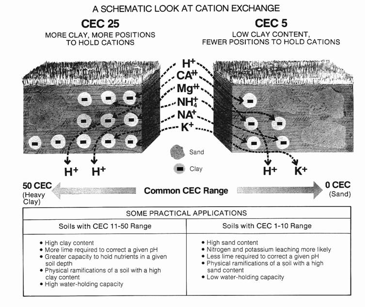 Cation exchange capacity (CEC)