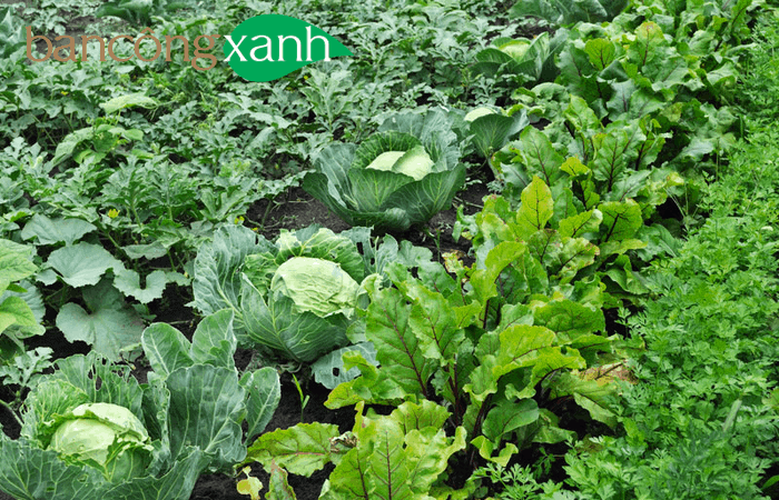 Tại sao nên sử dụng dịch trùn quế, phân trùn quế