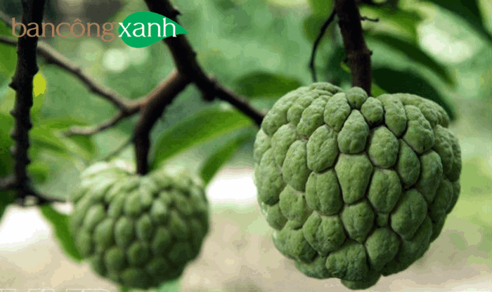 Tại sao nên sử dụng phân trùn quế, dịch trùn quế