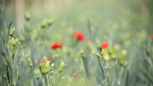 Kỹ thuật trồng hoa cẩm chướng