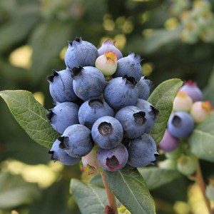 Trồng cây việt quất - blueberries trong chậu