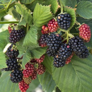 Huong dan trong dau den (blackberries) trong chau