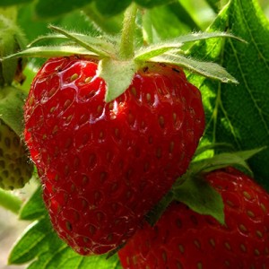 Hướng dẫn trồng dâu tây strawberries trong chậu