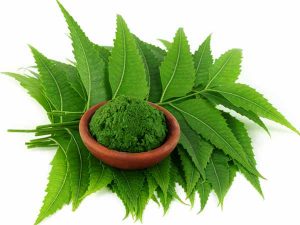 3.-C%C3%A2y-th%E1%BA%A3o-d%C6%B0%E1%BB%A3c-tr%E1%BB%93ng-quanh-nh%C3%A0-C%C3%A2y-neem-cay-xoan-chiu-han-300x225.jpg 3.-C%C3%A2y-th%E1%BA%A3o-d%C6%B0%E1%BB%A3c-tr%E1%BB%93ng-quanh-nh%C3%A0-C%C3%A2y-neem-cay-xoan-chiu-han-300x225.jpg