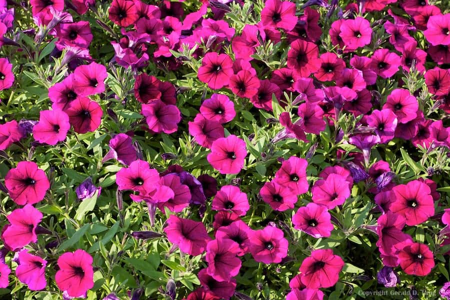 Shockwave Deep Purple Petunia 820411 Petunia hybrida 'Shockwave Deep Purple'