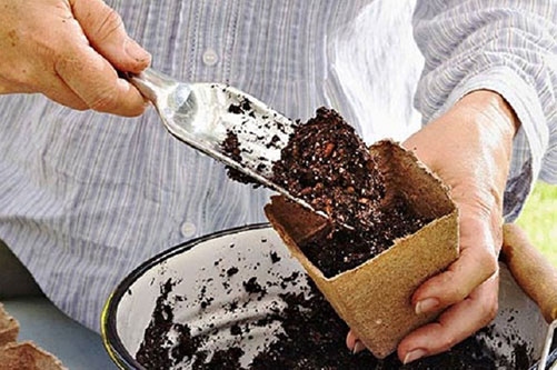 Bỏ giá thể vào chậu