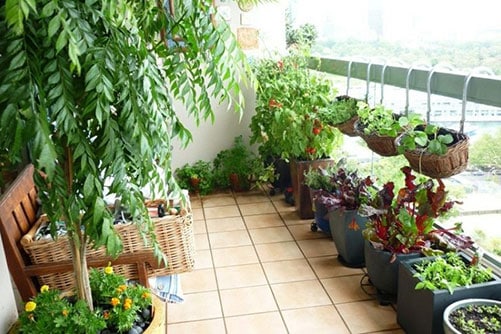Nên trồng xen kẽ các chậu lớn nhỏ trên ban công