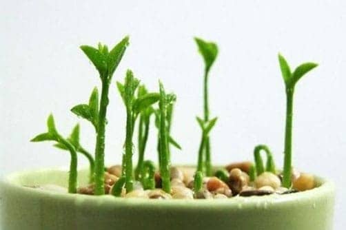 Chậu cây nhỏ xinh, xanh mướt, bắt mắt