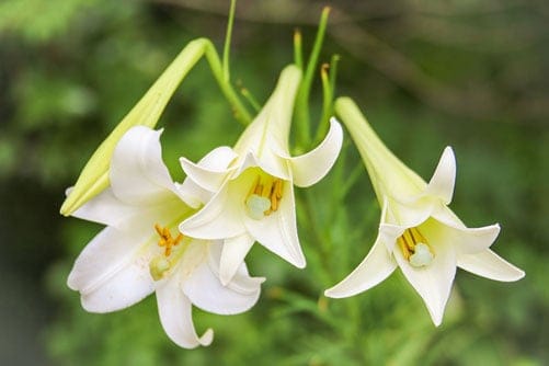 Tưới hoa Lily trong nhà kính với dây nhỏ giọt