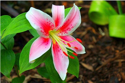 Hoa Lily trồng trong nhà kính