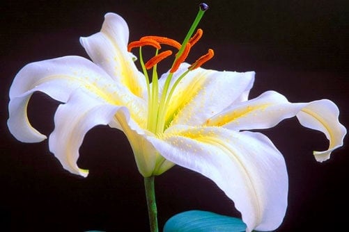 Trồng Hoa Lily - Ứng dụng phương pháp nông nghiệp công nghệ cao