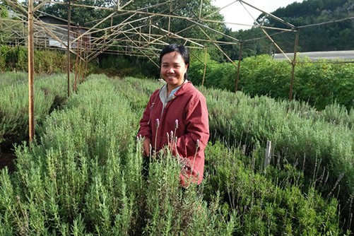 Vườn hoa oải hương của Tường Miên