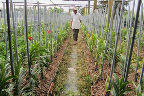 Phương pháp trồng lan theo luống