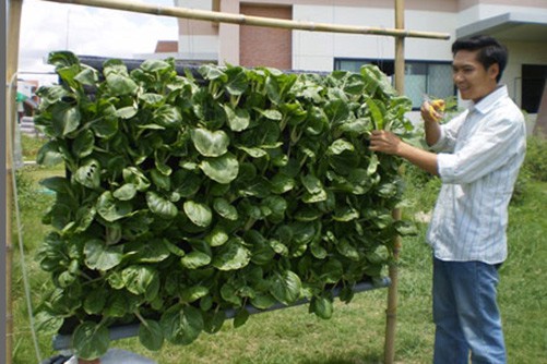 Thủy canh vườn treo