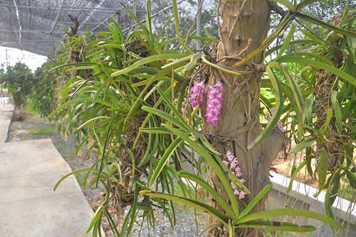 Trồng lan trên thân gỗ đứng