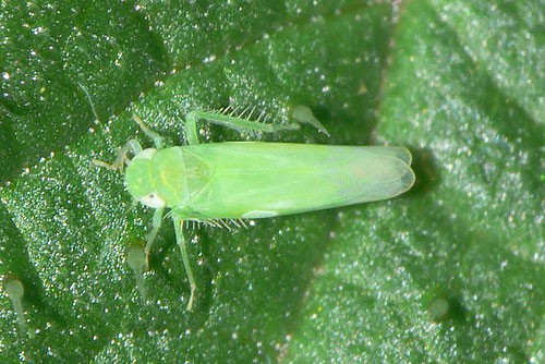 Rầy xanh