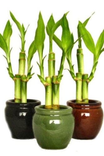 Phong thủy cây phát tài trồng dịp tết