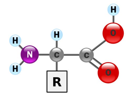 Phân tử amino axit