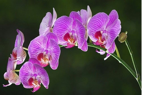 Sử dụng amino axid cho lan