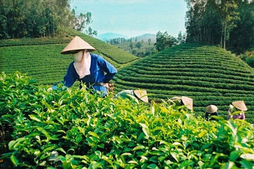 Rầy xanh cắn lá – Chè đắt gấp 13 lần chè Ô-long thường.
