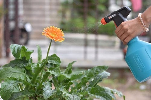 Bình xịt tưới cây ban công xanh