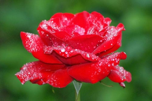 Chăm sóc cây hoa hồng trong thời tiết nắng nóng