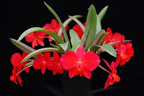 Image result for hoa lan hồ điệp đỏ