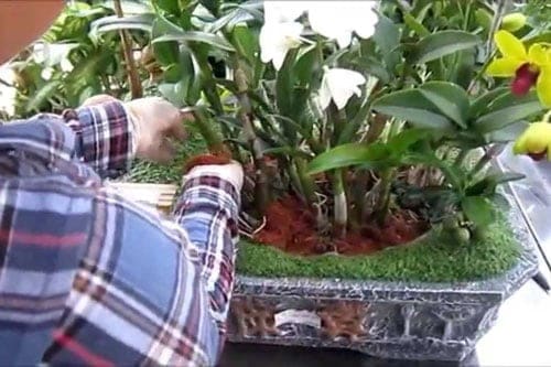 chăm sóc Lan sau tết