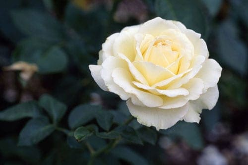 Hoa hồng đỏ Đây là loài hoa tượng trưng cho tình yêu nồng nàn và mãnh liệt. Hãy dành tặng bó hoa hồng đỏ tươi thay lời nói: "I love you" cho người vợ yêu hay người ấy của mình. Hoa hồng tím Bên cạnh sự sang trọng vốn có, hoa hồng tím còn thể hiện lòng say mê, chung thủy, và là tình yêu mãnh liệt ngay từ cái nhìn đầu tiên. Hoa hồng trắng Đây là màu hoa tượng trưng cho tình yêu thuần khiết, thanh cao và quý phái. Màu hoa này còn có ý nghĩa một tình yêu thầm lặng, đơn phương. Hoa hồng xanh Hoa hồng xanh đại diện cho tình yêu bất diệt, một tình yêu chung thủy và bền lâu theo thời gian. Màu xanh- một màu xanh của trời và biển đi liền với cảm giác sâu thẳm, vững vàng và yên bình. Nó còn là màu của sự trung thành, tin tưởng, thông thái, sự tự tin, thông minh. Hoa hồng vàng Nhiều người cho rằng, hoa hồng vàng là biểu tượng cho lòng không chung thủy, ngoải ra nó còn tượng trưng cho một chuyện tình đơn phương, vô vọng. Tuy nhiên, hoa hồng vàng còn tượng trưng cho tình bạn chân thành, cho sự tin tưởng và niềm vui. Do đó, hãy chắc chắn bạn đang có ý gì và tìm hiểu rõ ý nghĩa của loài hoa này trước khi tặng nếu không muốn người ấy giận bạn thật lâu đó nhé! Hãy tìm hiểu ý nghĩa của từng màu hoa trước khi tặng để những người phụ nữ bạn yêu thương nhất có một ngày 8/3 ý nghĩa và có những kỉ niệm khó quên, bạn nhé!