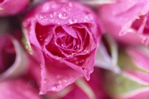 Mỗi màu sắc của hoa hồng là một thông điệp tình yêu