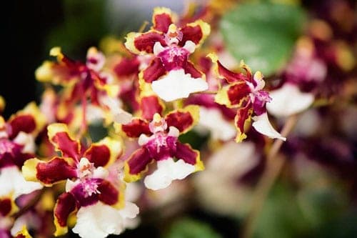 Tìm hiểu yêu cầu điều kiện sinh thái của hoa lan (p1)