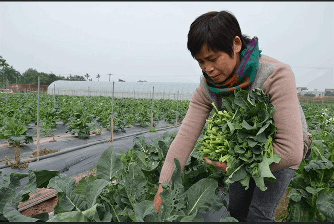 Chị Cuối đang thu hoạch rau sạch