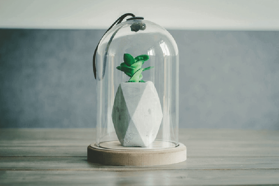 Hướng Dẫn Chọn Kích Thước Chậu Trồng Cây Cho Cây Cảnh Trong Nhà