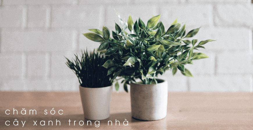 Giải pháp nào cho việc chăm sóc cây xanh trong nhà đúng cách?