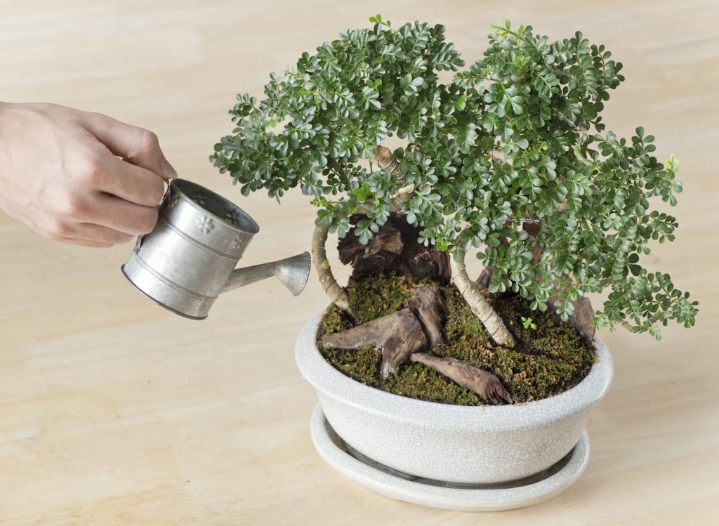 phân-dê-cho-cây-bonsai