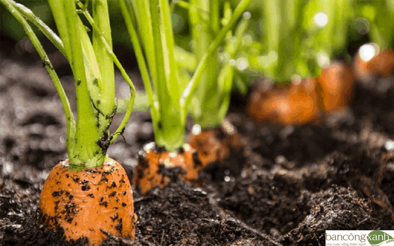 cách trồng cà rốt 2