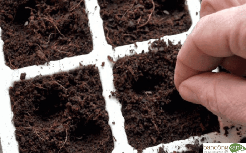 cách trồng cà rốt 4