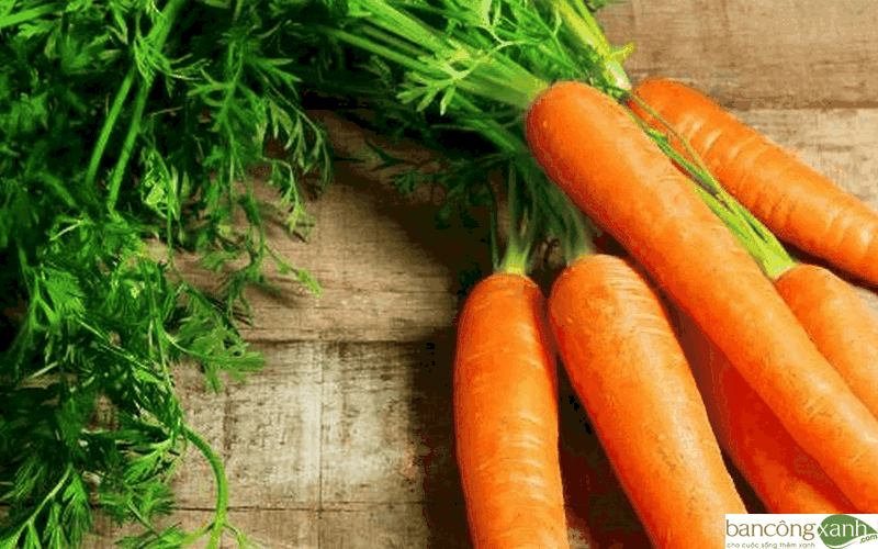 trồng cà rốt tại nhà nhanh