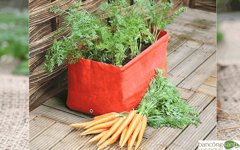 trồng cà rốt trong nhà
