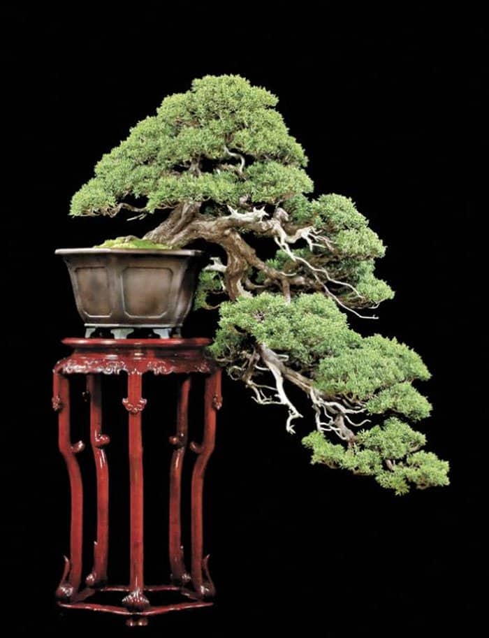 Kỹ thuật uốn cây cảnh bonsai