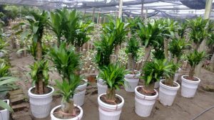 Nắm rõ được nhu cầu của khách hàng khi kinh doanh cây cảnh văn phòng