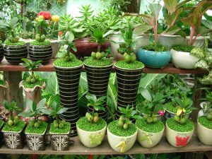 Nắm rõ được nhu cầu của khách hàng khi kinh doanh cây cảnh văn phòng