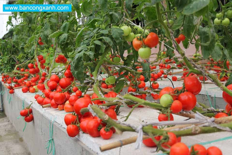 Hiệu quả mô hình trồng cà chua ghép trên gốc cà tím