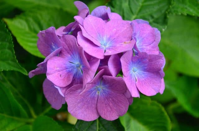 Các loại hoa màu tím – Hoa cẩm tú cầu